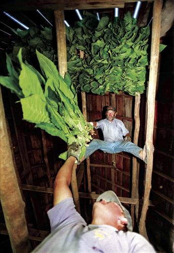 Throwback Thursday: SW Wisconsin tobacco farmers faced uncertain future 25  years ago | Tri-state News