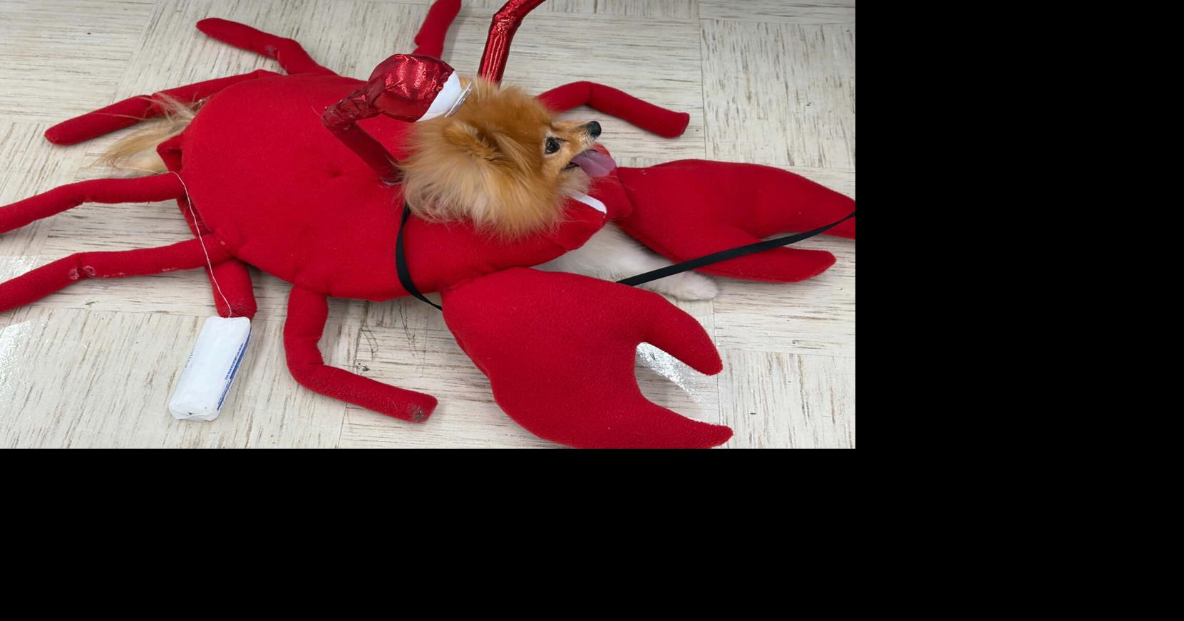 DogOWeen