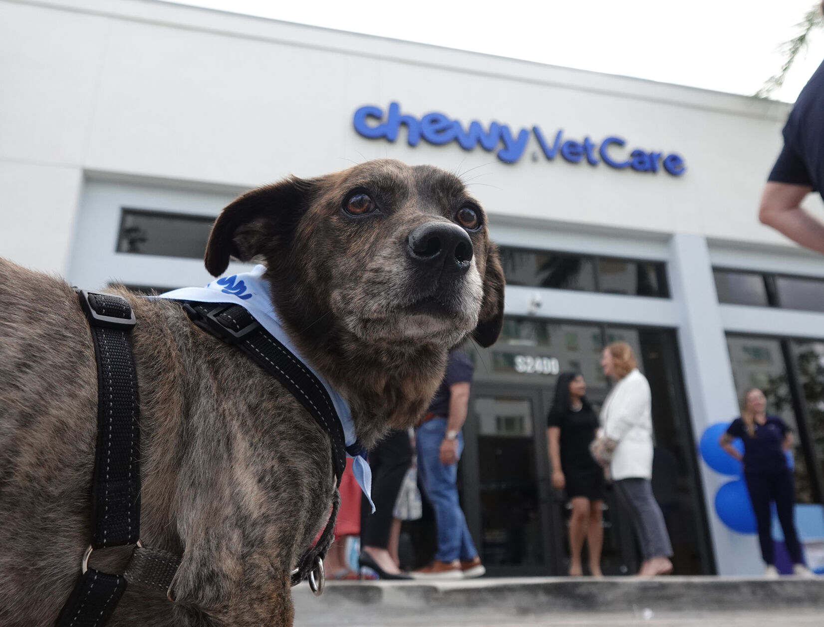 Chewy s new vet care clinics aim to revolutionize the pet business