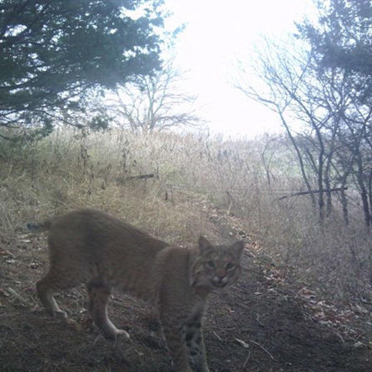 With bobcat population growing, state considers hunting in Dubuque, Delaware, Jones counties | Tri-state News With bobcat population growing, state considers hunting in Dubuque, Delaware, Jones counties | Tri-state News
