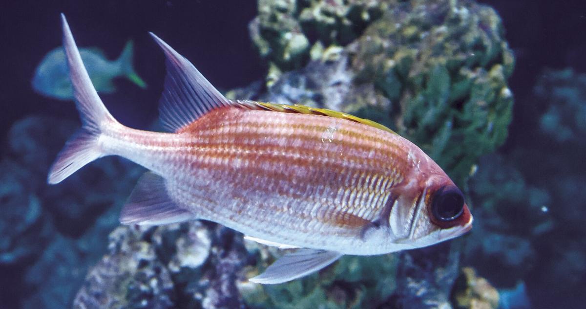 Museum creature: Talkative ocean-dwelling fish 'understand each other ...