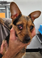35 perros de razas pequeñas, incluyendo tres cachorros, rescatados de una casa abandonada en Lewes