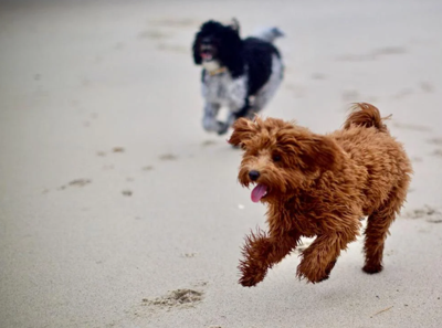 se permiten perros en el parque estatal island beach