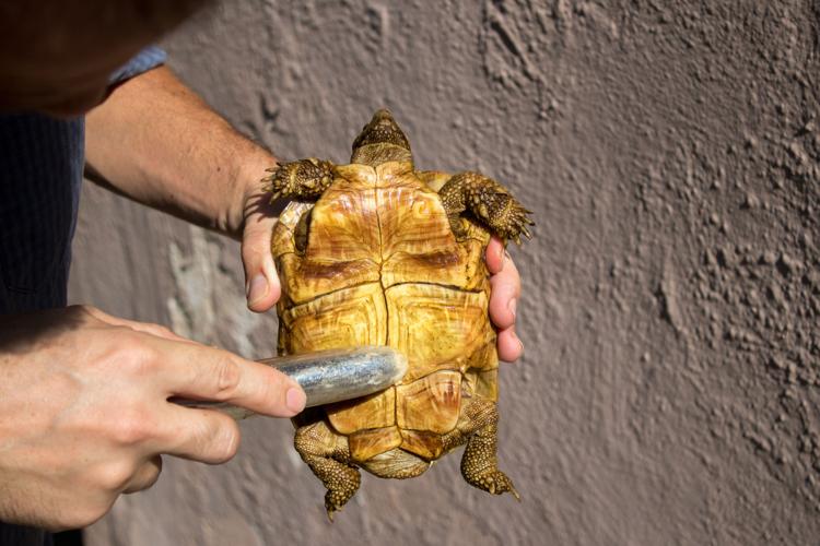 Turtles and the bees: Former MSU herpetologist studies turtles with sex toys  | Life | the-standard.org