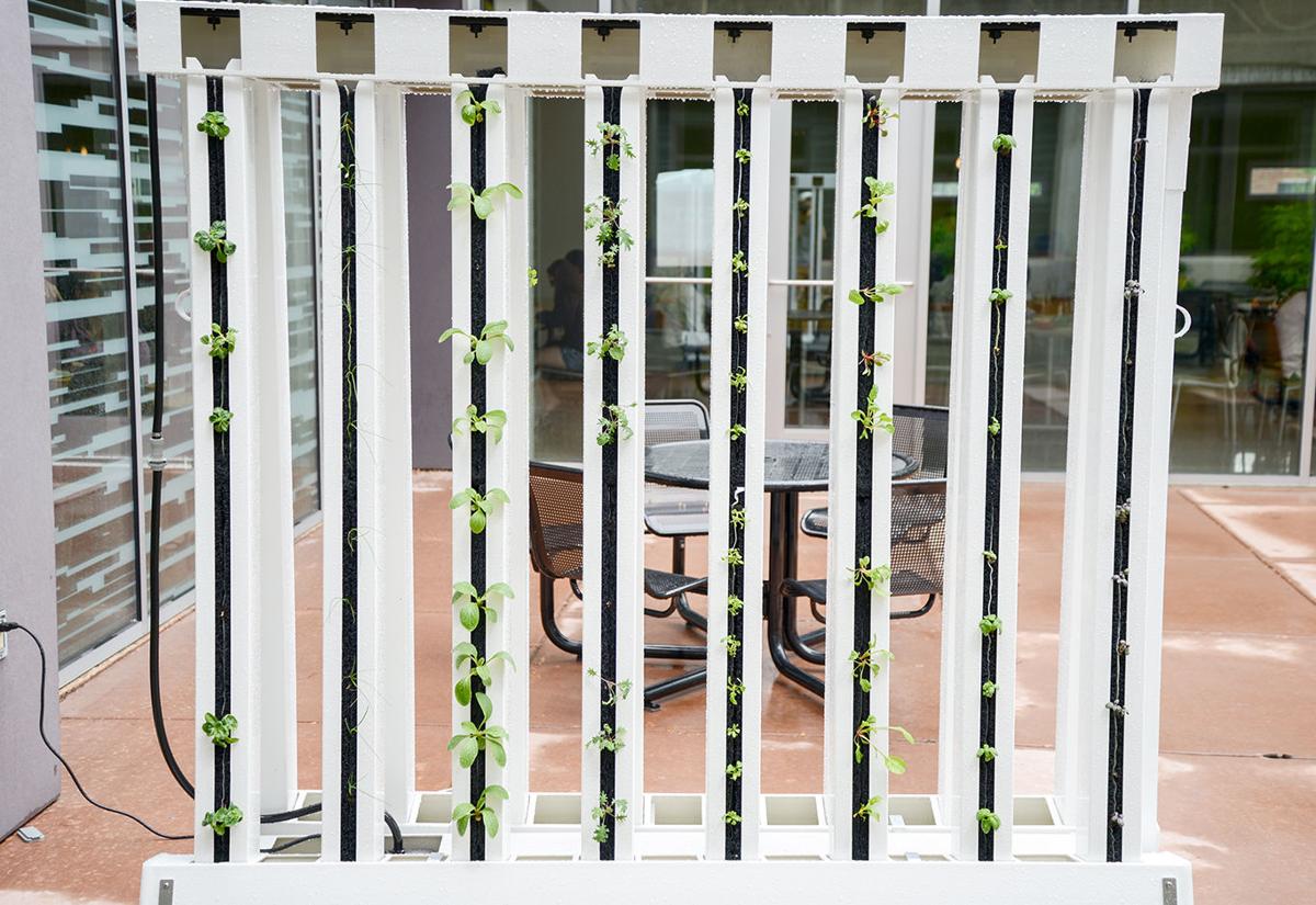Dining Halls Grow Their Own Food With Zipgrow Towers News The Standard Org