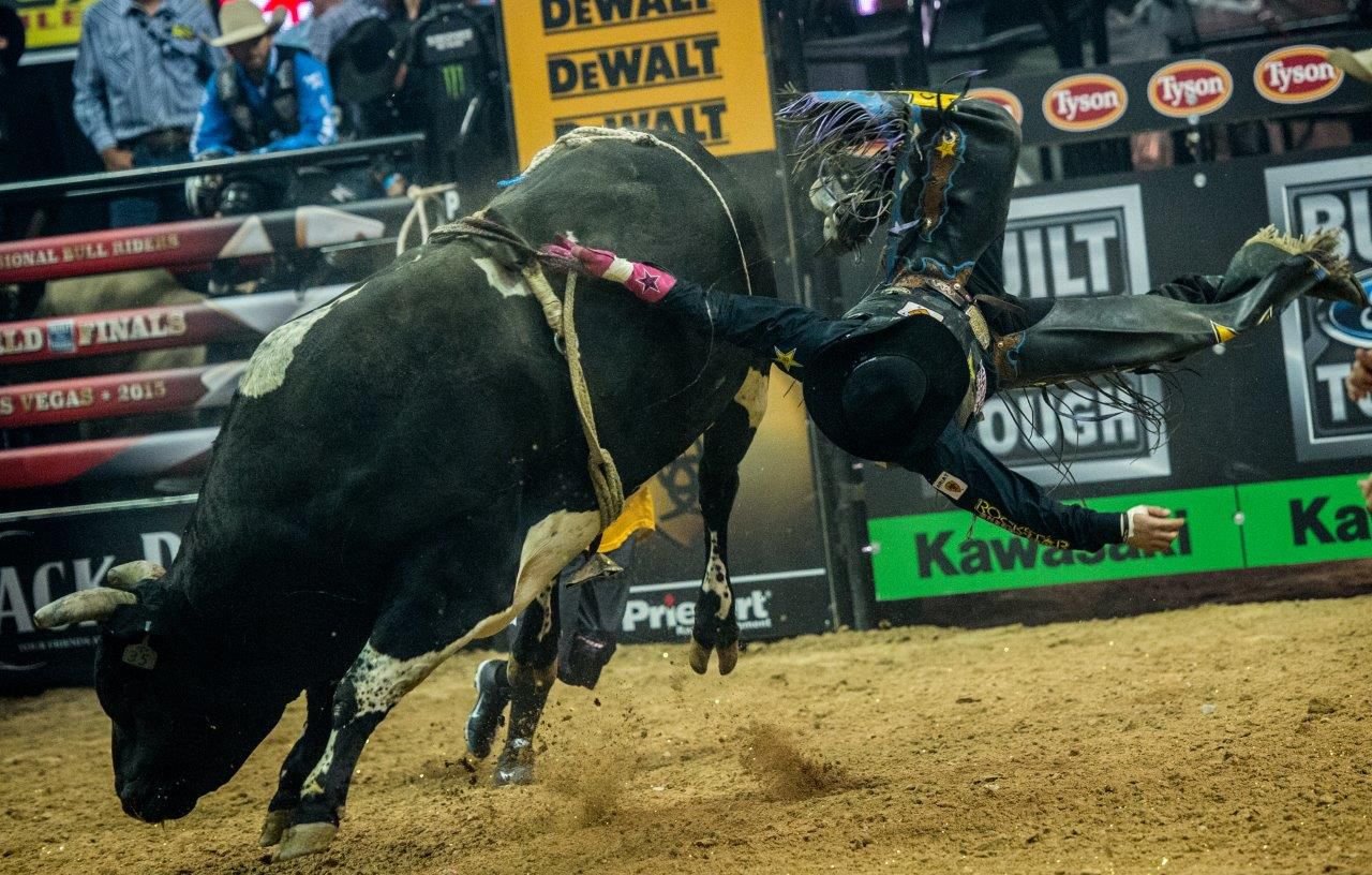 raising rodeo bulls raising rodeo bulls