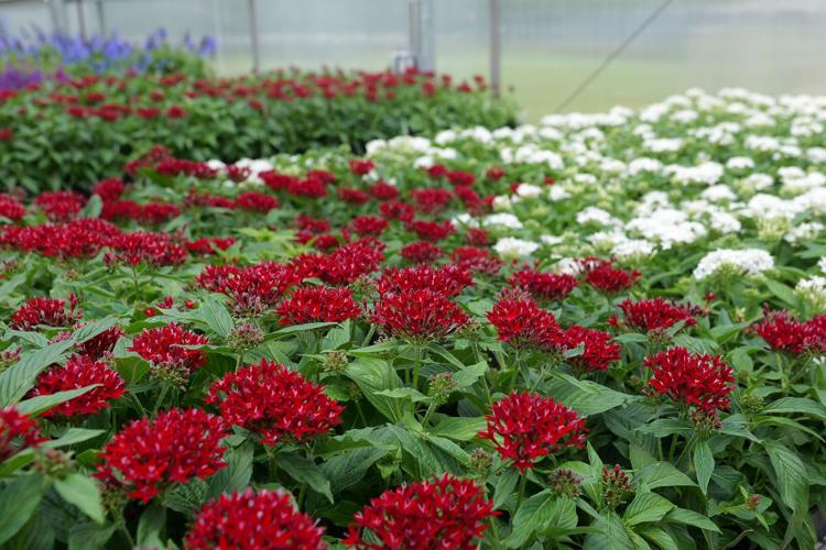 GIG 060526 Red white and blue plants2jpg