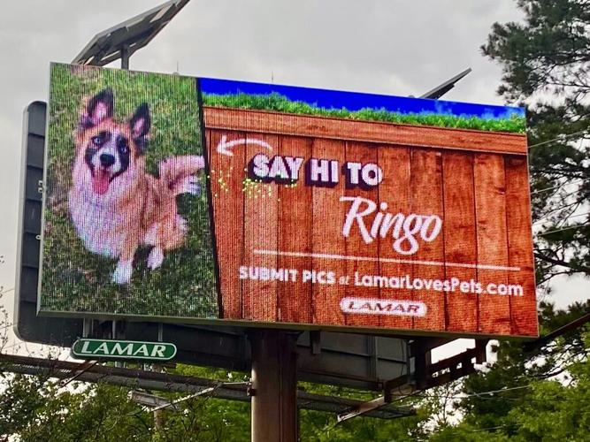billboard dogs 2