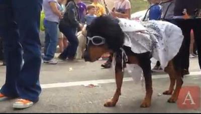 Video: Krewe of Mutts dog parade _lowres
