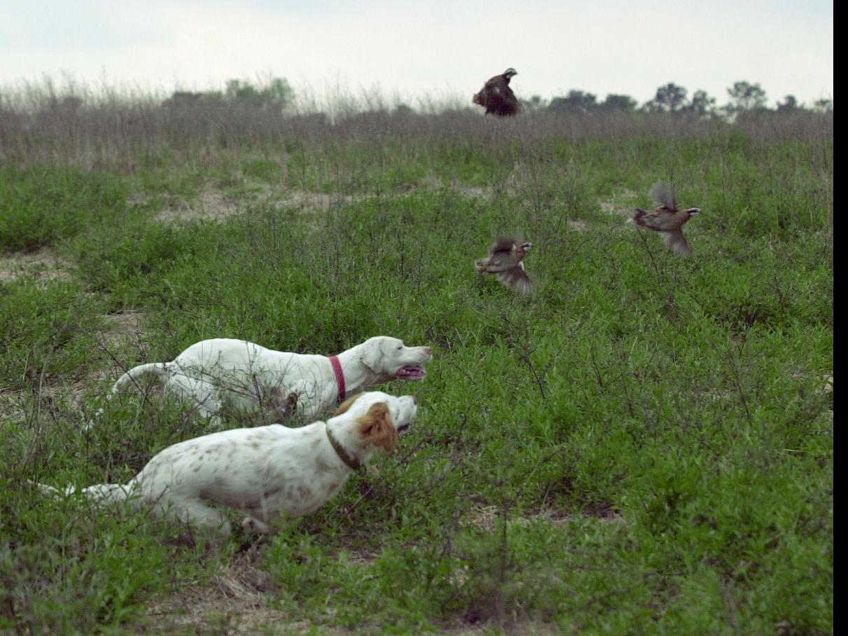 Thanksgiving Stirs Long Ago Memories Of Quail Hunts Louisiana Outdoors Theadvocate Com