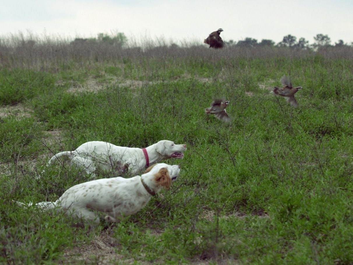 Thanksgiving Stirs Long Ago Memories Of Quail Hunts Louisiana Outdoors Theadvocate Com