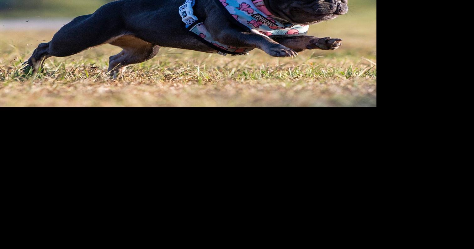 Letters BREC baffles with dog park's 2month closure Letters