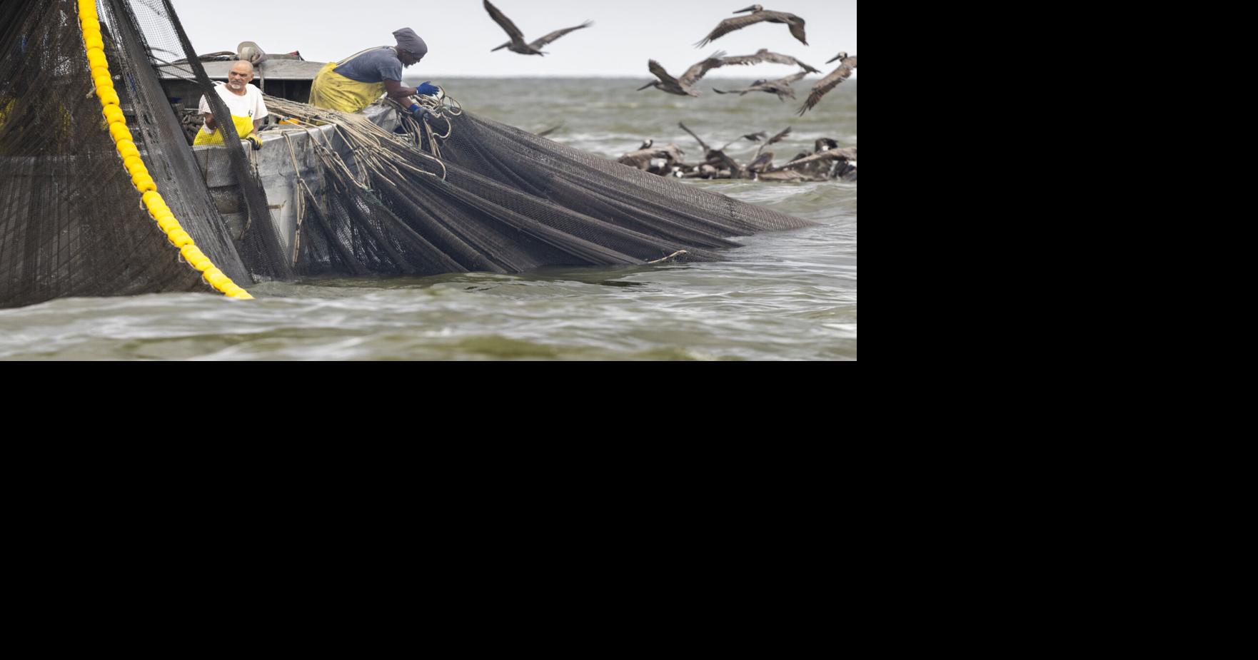 Four bills that would regulate menhaden operations off Louisiana’s coast have passed committee