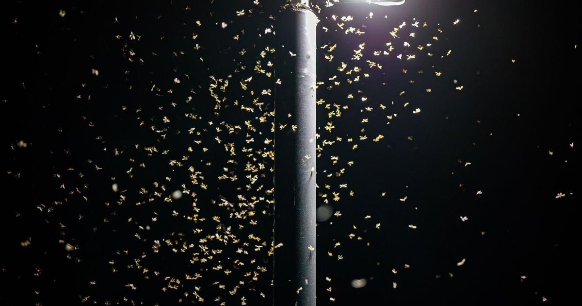 Termite swarm season is ending in Louisiana. How bad was it this year?