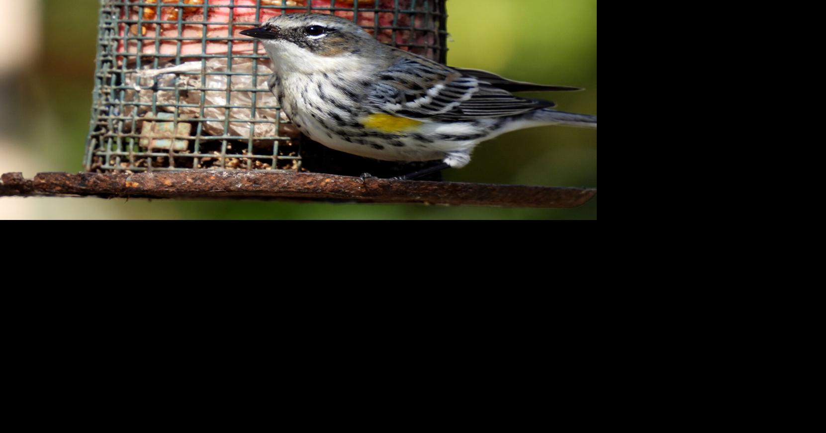 Migrating birds flapping it for Louisiana. Here's how to get your yard ready to attract them.