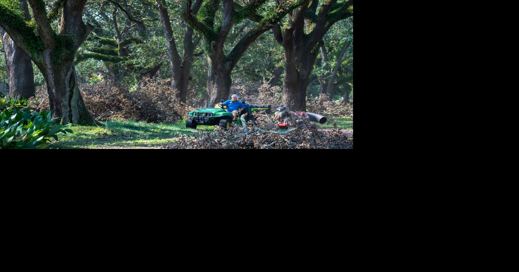 Our Views: Trees are our friends and we need more of them | Our Views ...