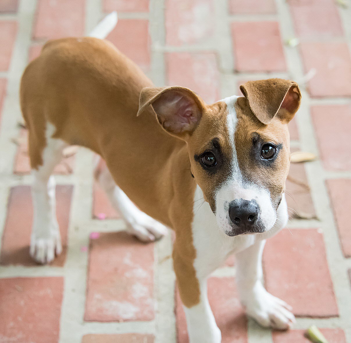 terrier hound mix dog