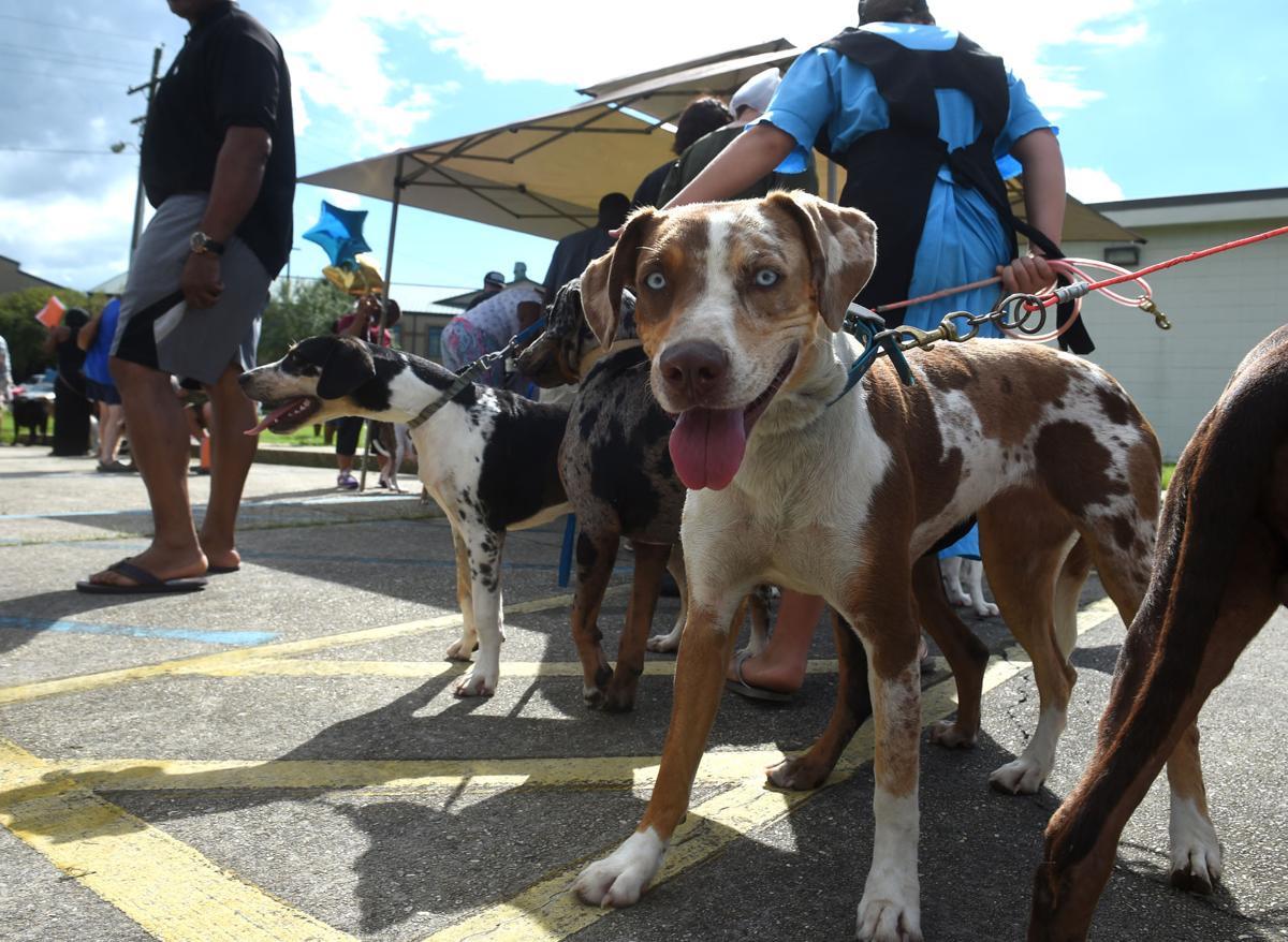 Photos Pet Clinic Baton Rouge Theadvocate Com