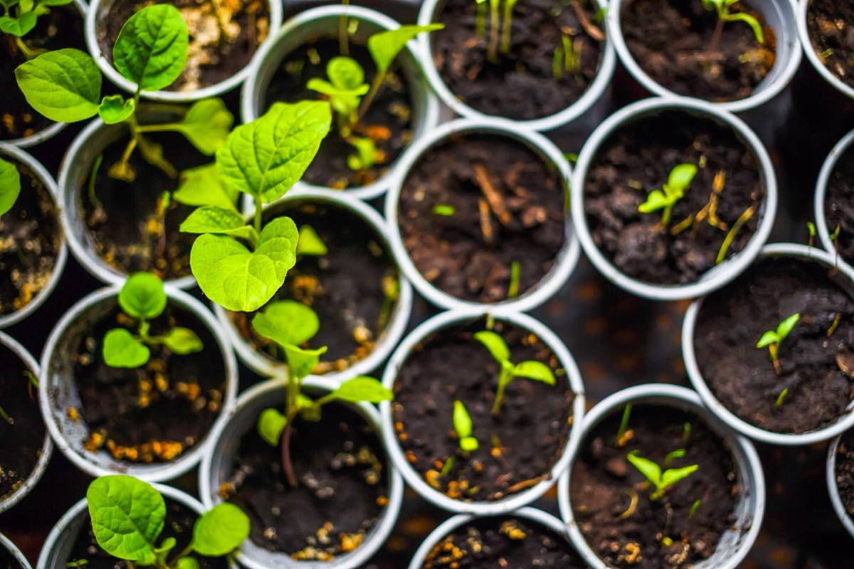 Garden News: Amp up your recipes by growing your own herbs | Home