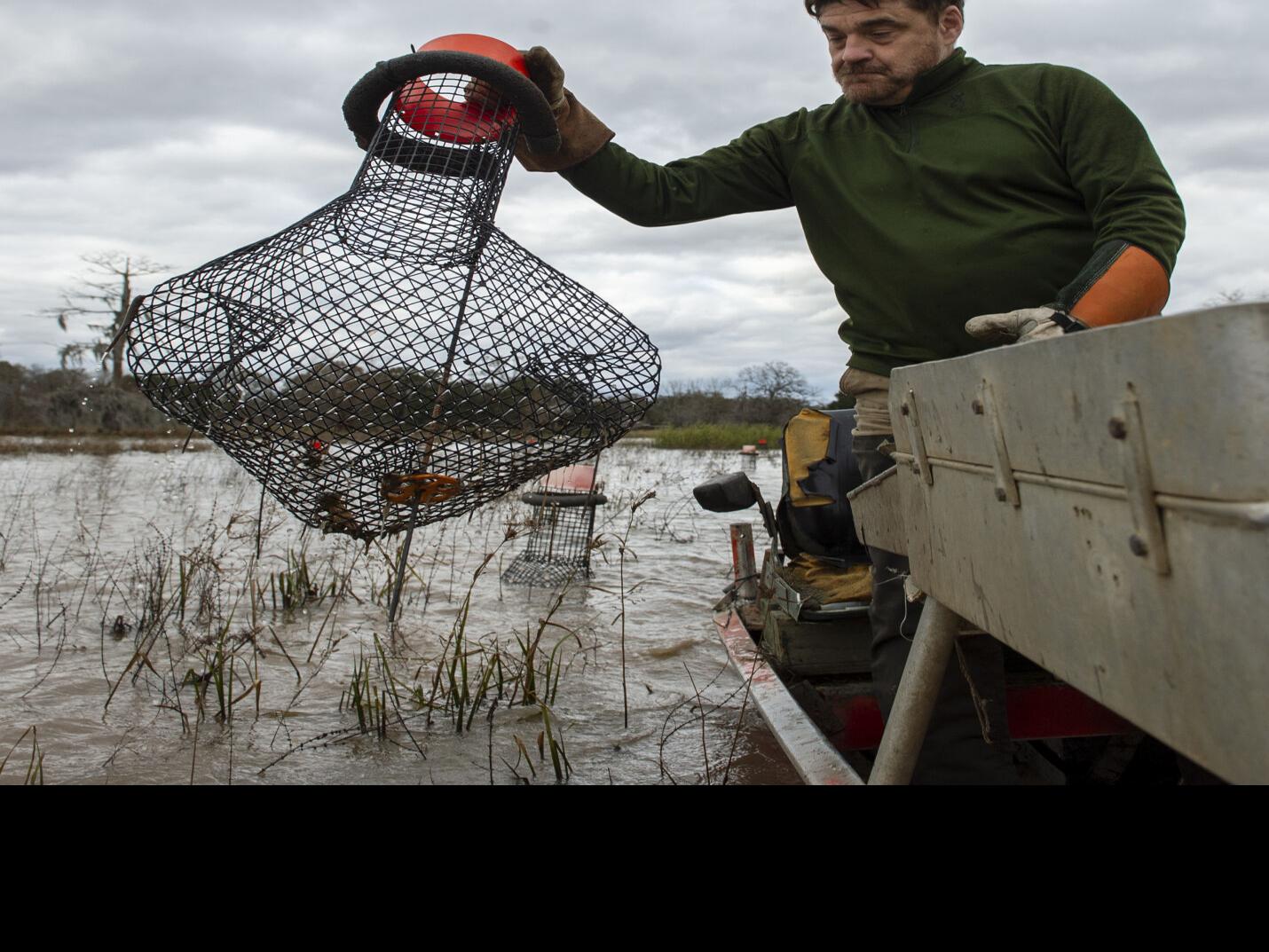 Some Crawfish Farmers Fear They Ve Lost Season S Crop After Hurricanes Laura Delta Business Theadvocate Com