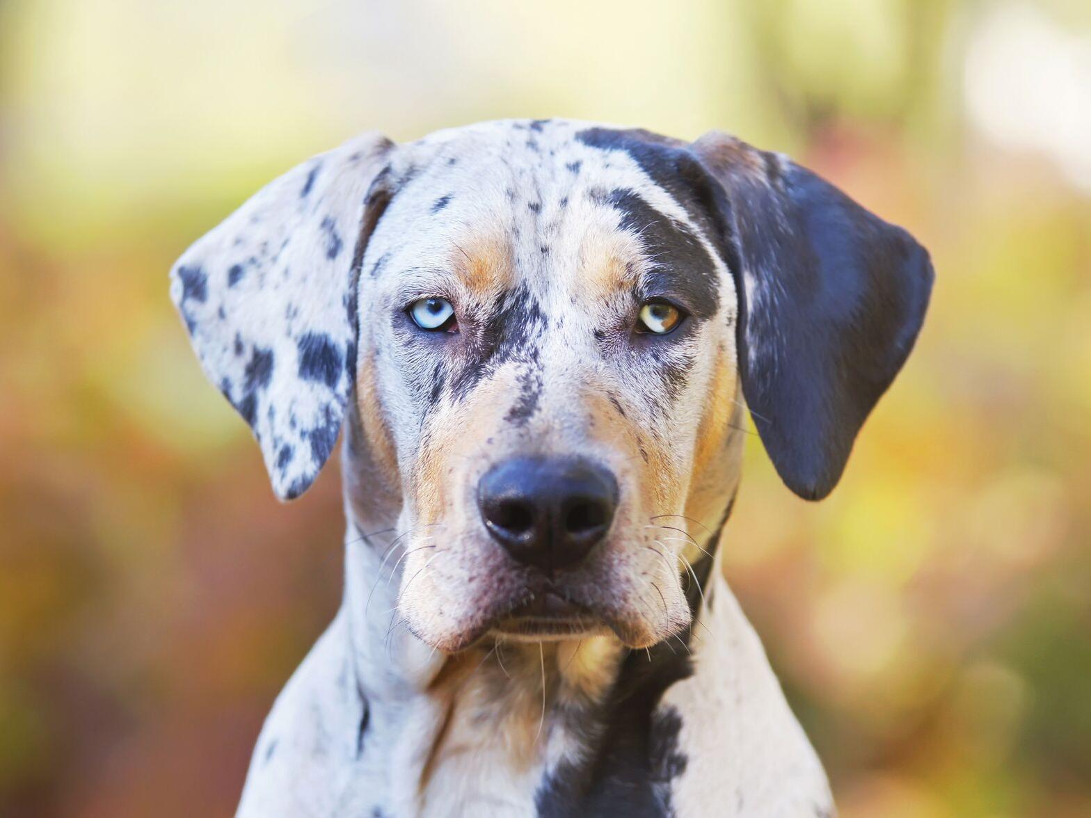 Pit Bull Catahoula Leopard Dog Mix With Pomeranian Catahoula