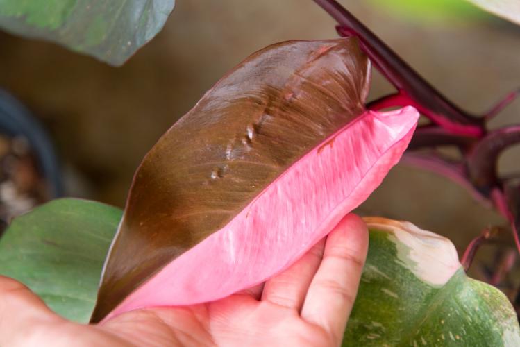 Closeup to fresh philodendron pink princess in pot (sponsored content)