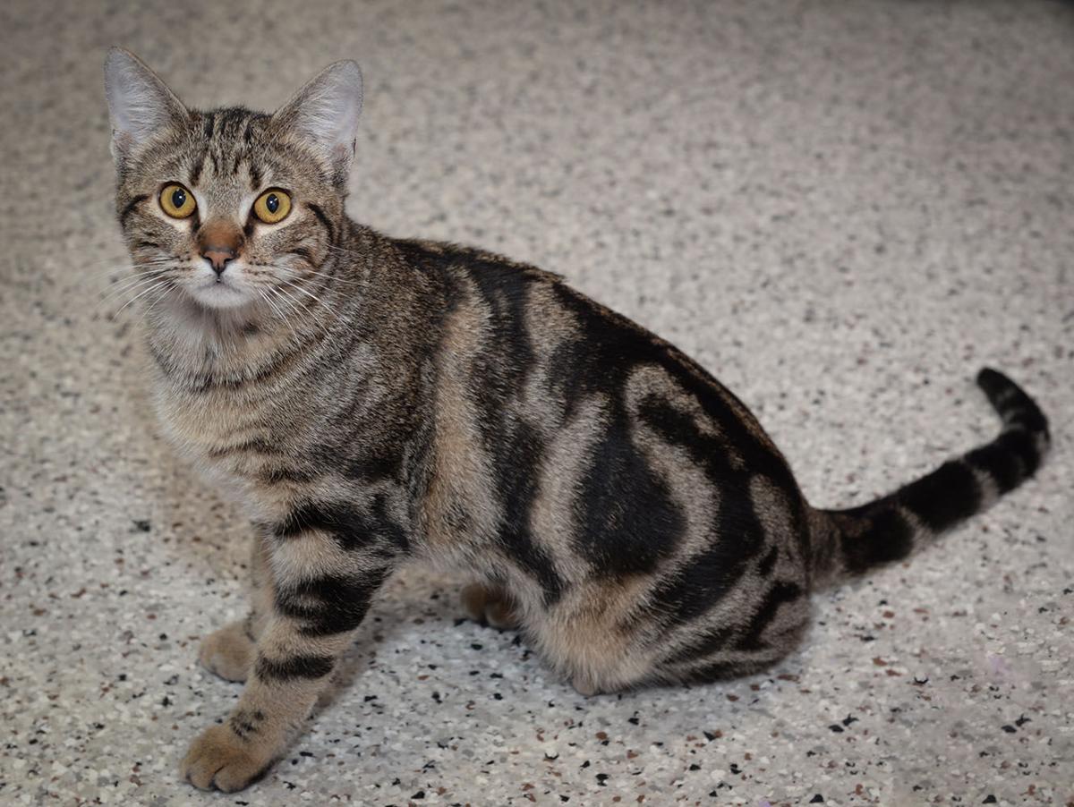 Cats Available Through Cat Haven Of Greater Baton Rouge On April 4