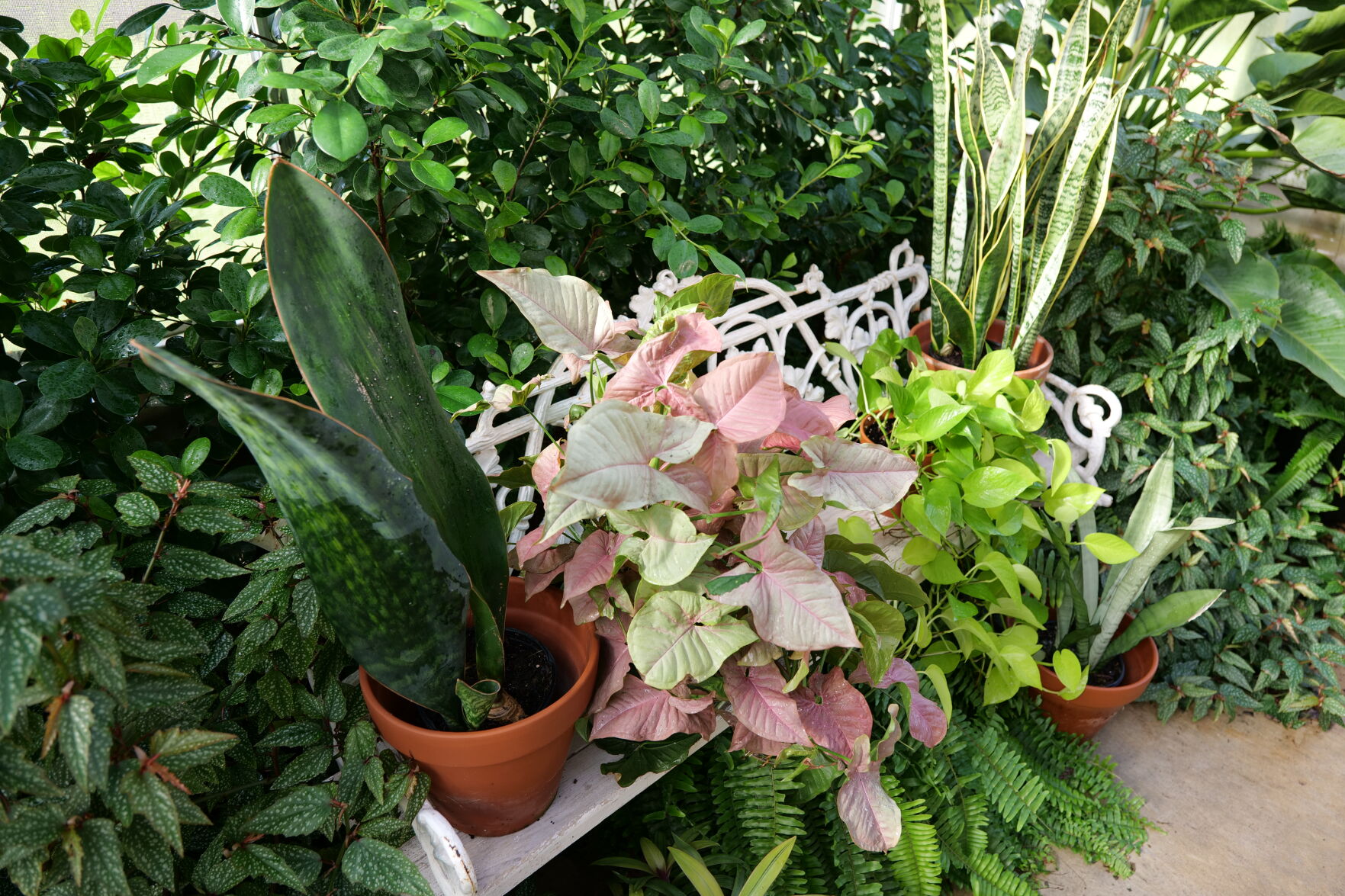 6 common indoor plant mistakes and how to fix them | Home/Garden