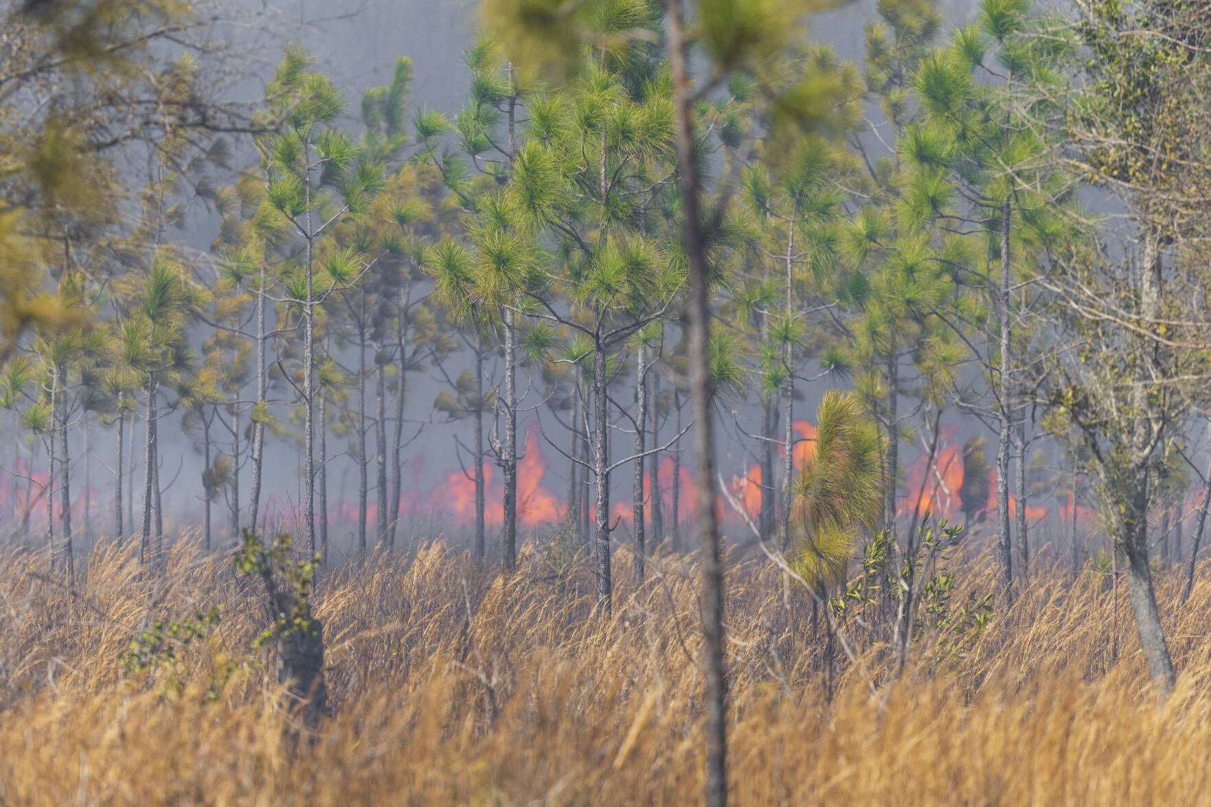 Efforts expand to bring back majestic trees in Louisiana | Environment ...