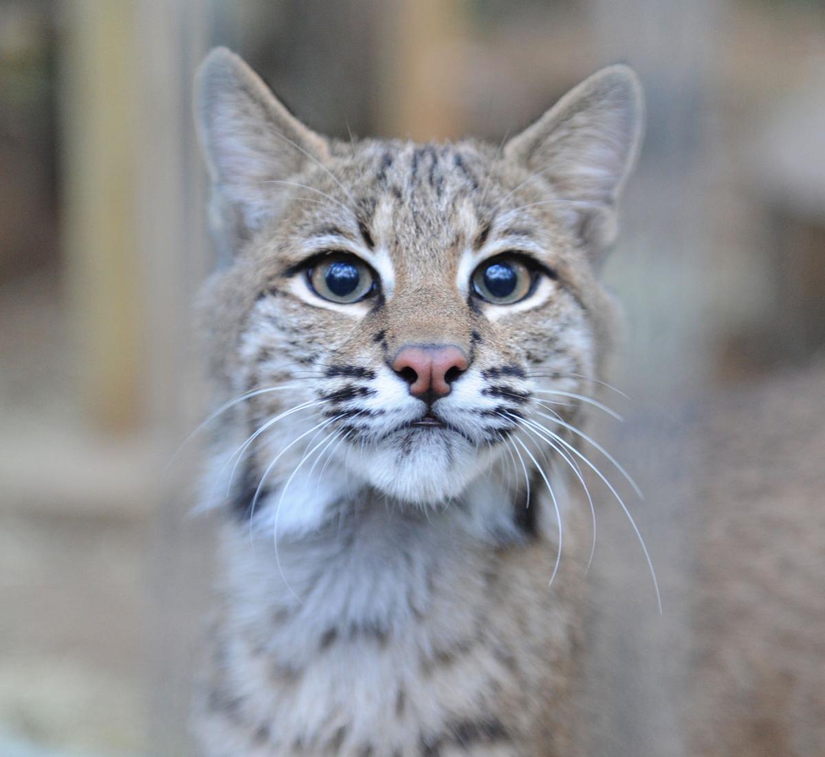 Shy And Elusive Bobcats Find Refuge In Louisiana Pine Forest
