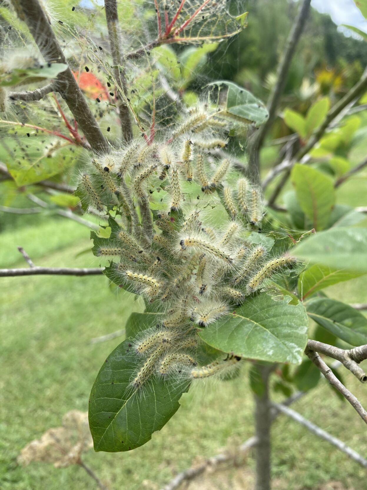 6 Things To Know About Fall Webworms Home Garden