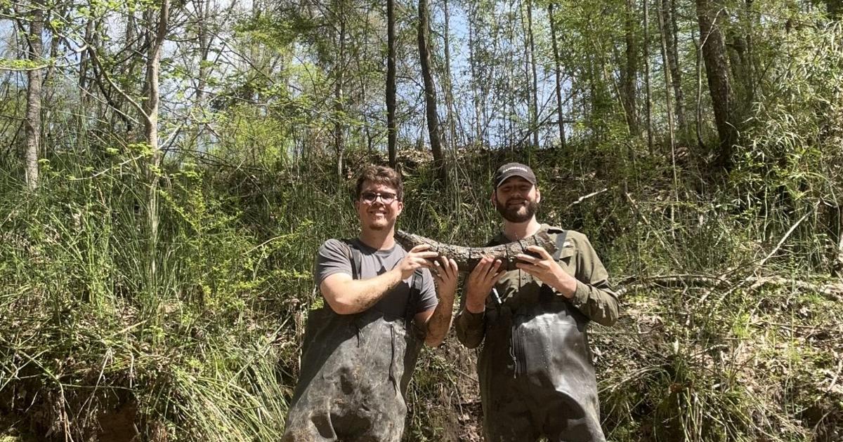 Ice Age mastodon remains discovered in West Feliciana Parish creek by two LSU scientists - The Advocate
