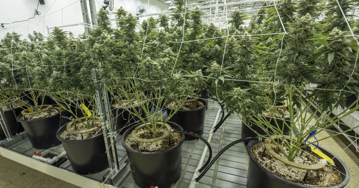 Bills to further soften Louisiana’s stance on marijuana advance to full Senate | State Politics Bills to further soften Louisiana’s stance on marijuana advance to full Senate | State Politics