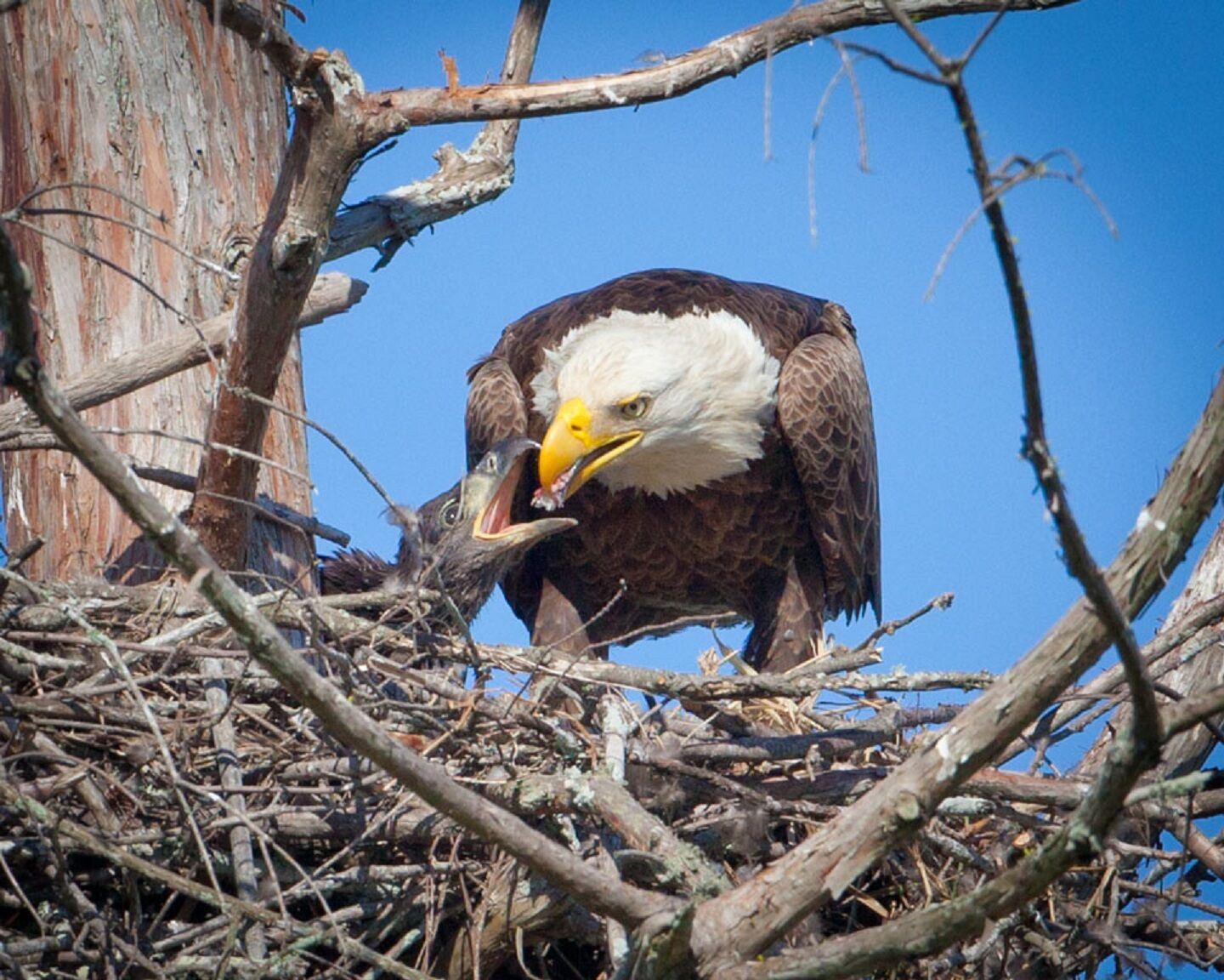 Now s the time to catch a glimpse of the majestic bald eagle