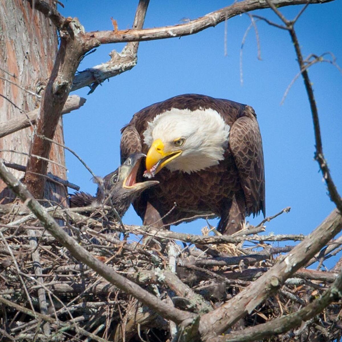 Now's the time to catch a glimpse of the majestic bald eagle |  Entertainment/Life | theadvocate.com