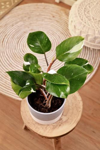 Tropical 'Philodendron White Knight' houseplant (sponsored content)