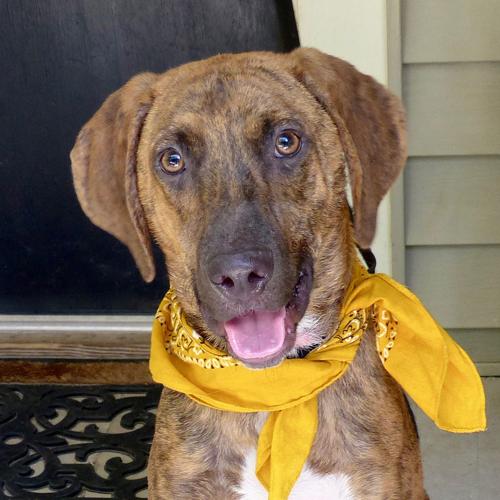 Baton Rouge dogs available for adoption on Oct. 6, 2016 Mid City