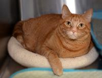 Cats Available Through Cat Haven Of Greater Baton Rouge On Jan 31