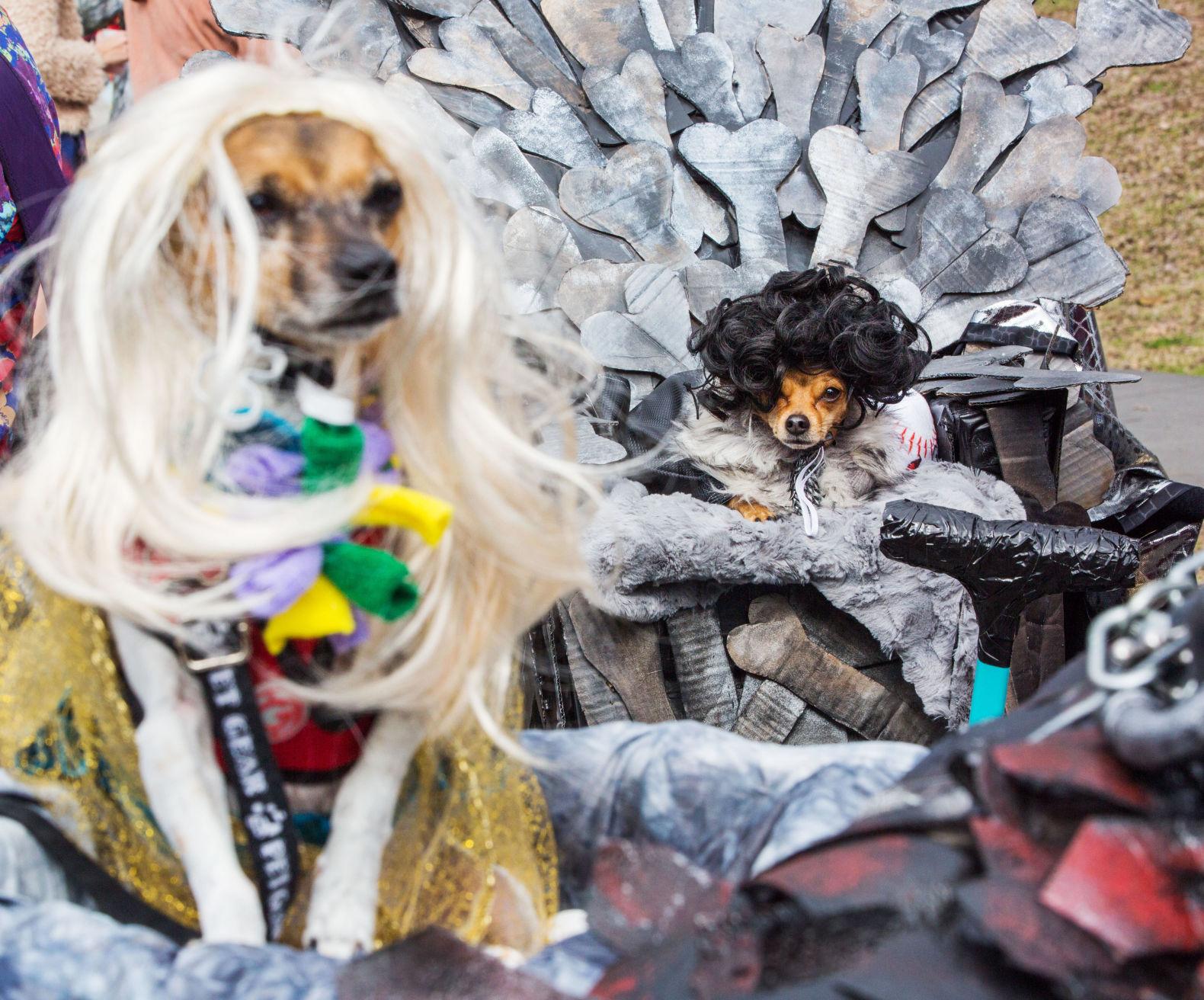 Photos Mardi Gras 2018 goes to the dogs with Krewe of Barkus' march