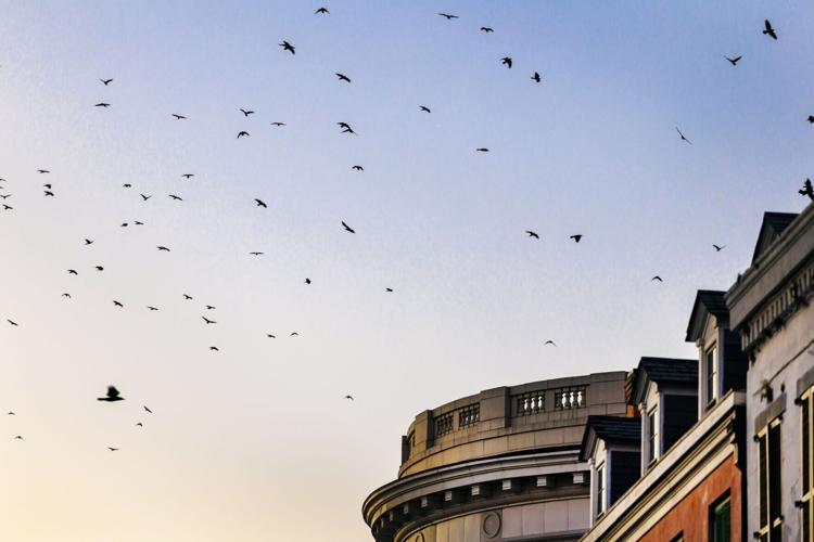 NO.sunsetbirds.adv_3.JPG