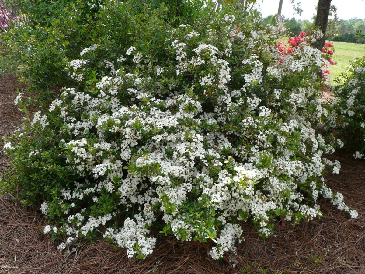 LSU AgCenter News Native shrub selected as fall Super Plant Home