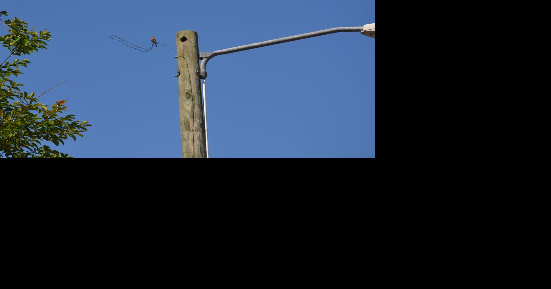 bird_blue.jpg