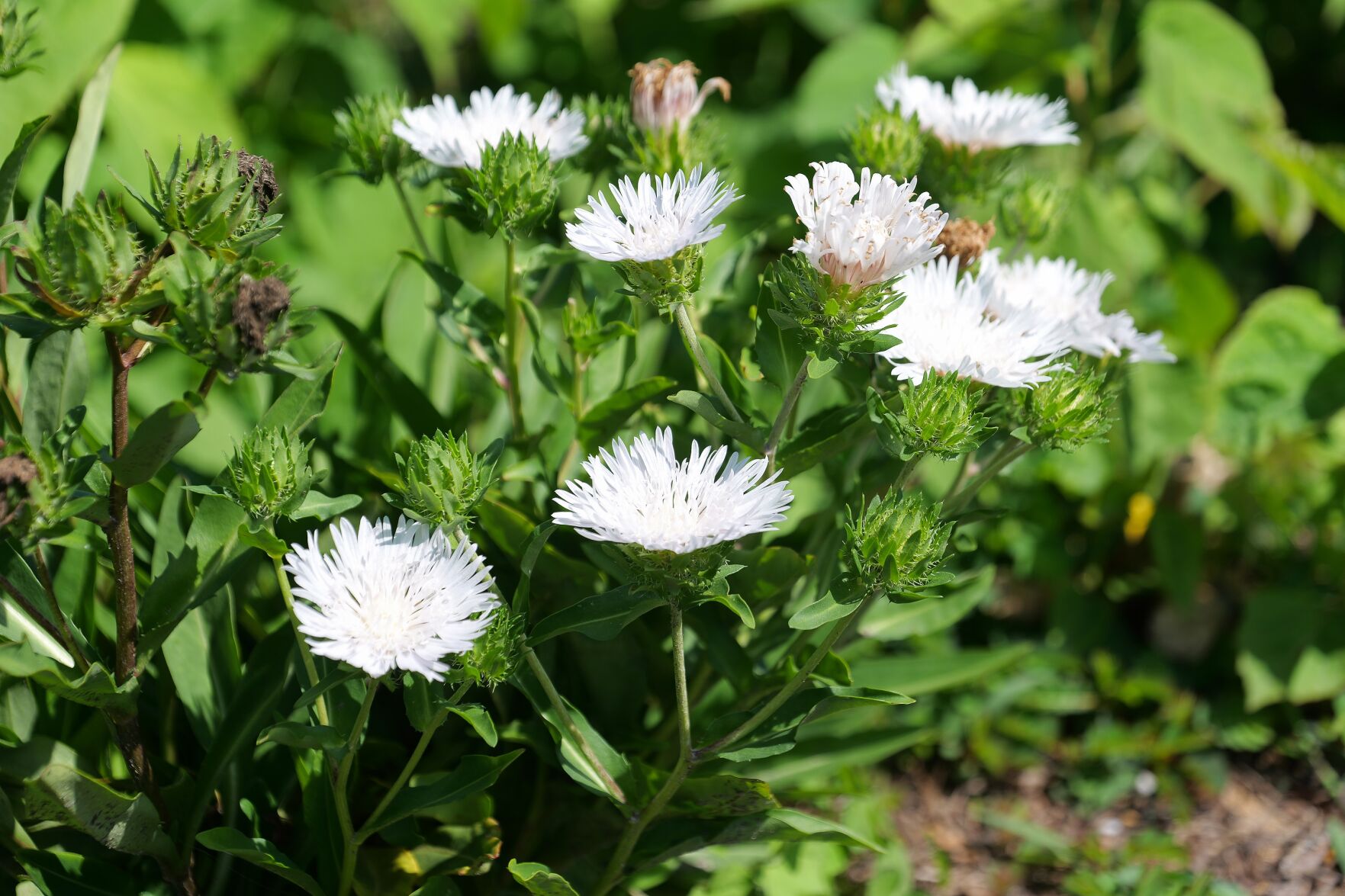 Pollinators Vip How to support pollinators in your garden | Home/Garden | theadvocate.com