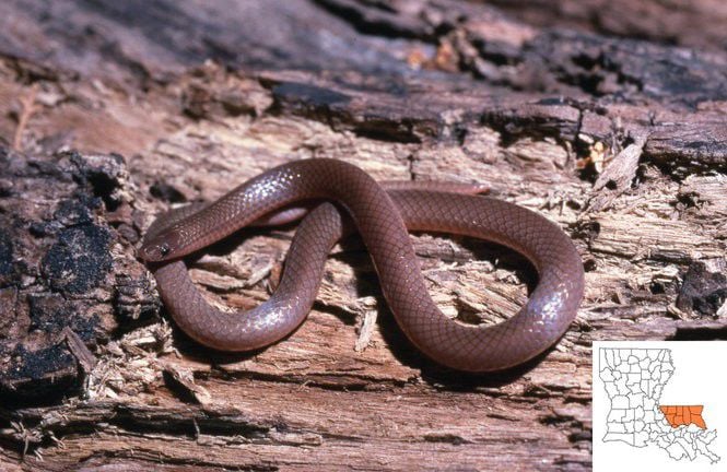 Snakes Of Louisiana: 46 Of The State's Slithery Species | Louisiana ...