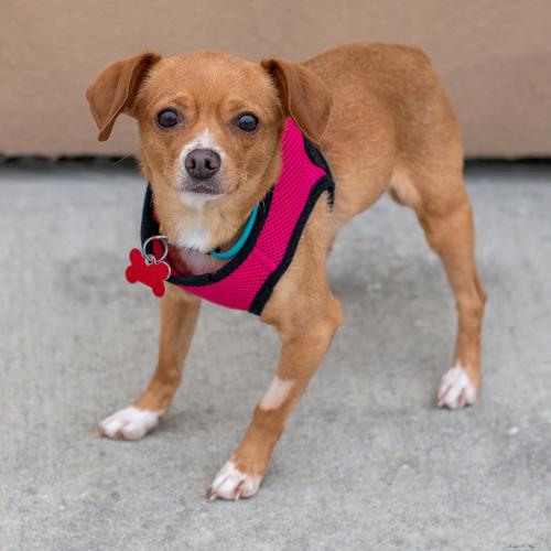 Second Chance Polly.jpg