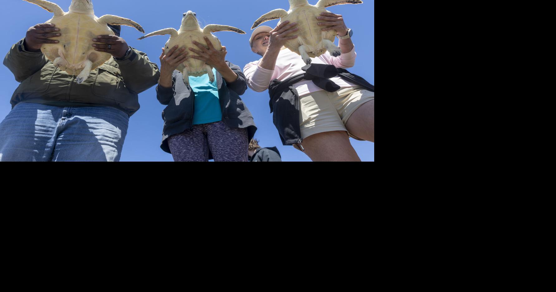Photos: Endangered sea turtles released back into the Gulf off the ...