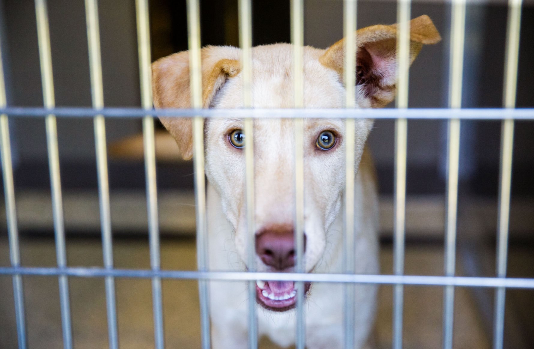 Jefferson Animal Shelters At Capacity; Dogs Being Euthanized For Space ...