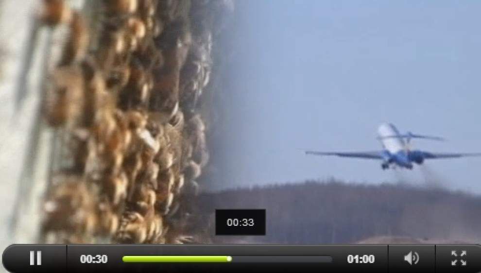 Passengers abuzz after plane hits swarm of bees _lowres