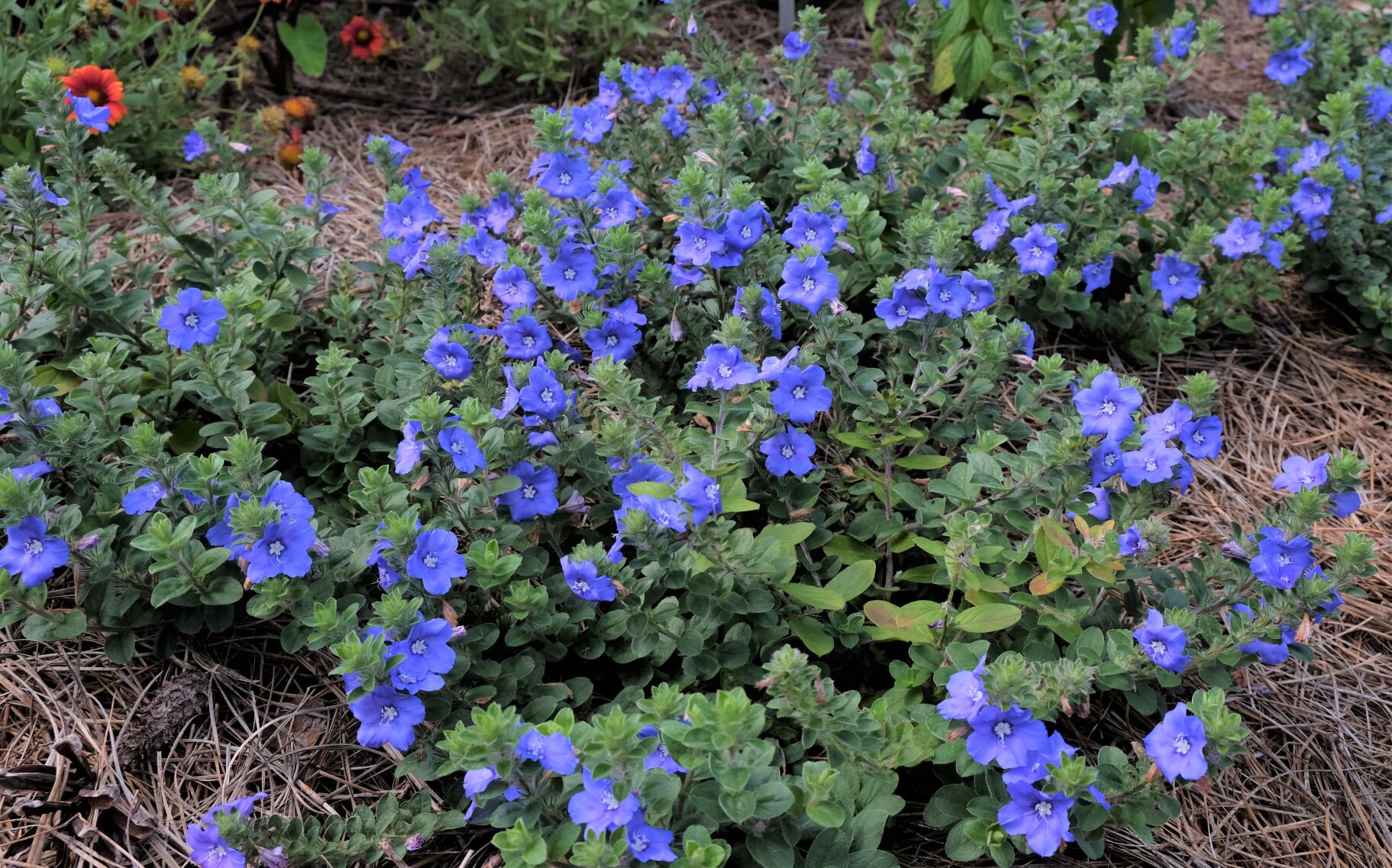 Go blue with summer garden; plant dwarf morning glory