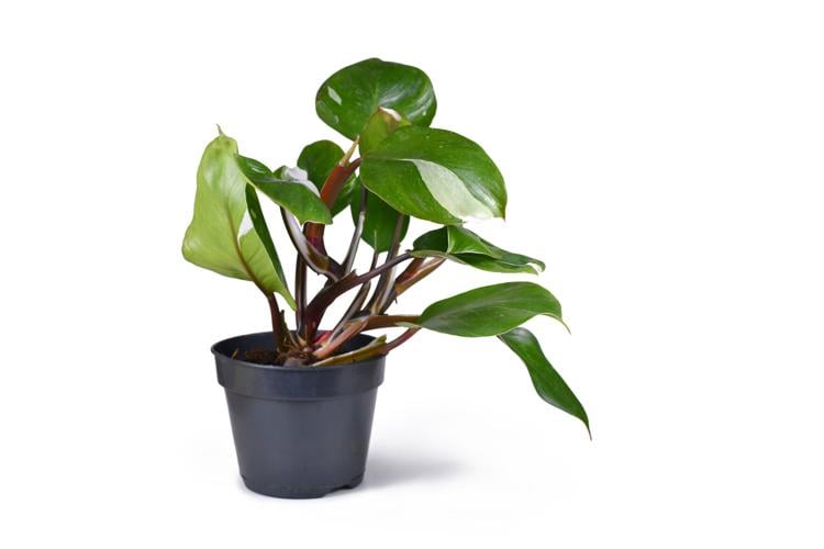 Tropical 'Philodendron White Knight' houseplant (sponsored content)
